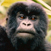 Rwanda - Gorille